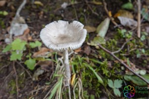 Amanita vaginata (1200 x 800)8.jpg_product_product_product